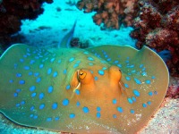 0aca1-blue-spotted-stingray